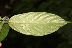 Oreocnide integrifolia